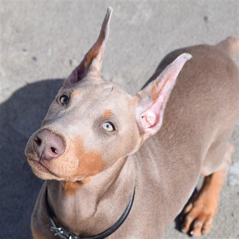 lilac doberman